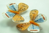Motýľ na štipci 8 cm 37 